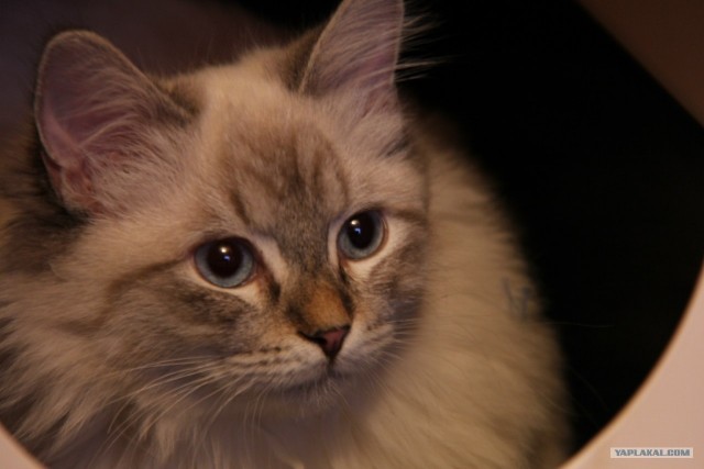 Новогодний Котовторник 01.01.2013