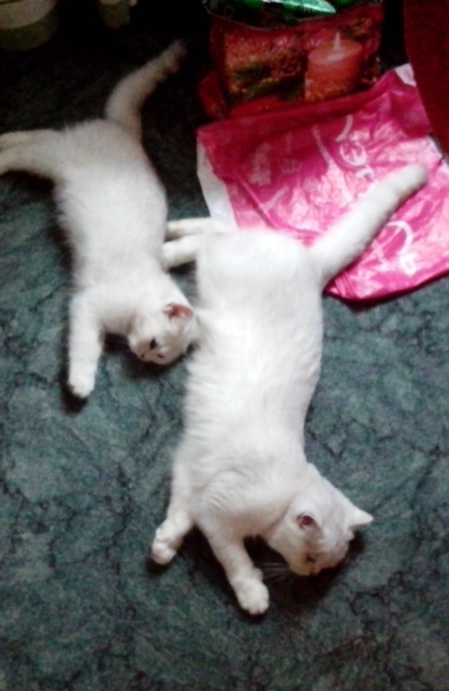 Кошки, которые заснули в самых невообразимых позах