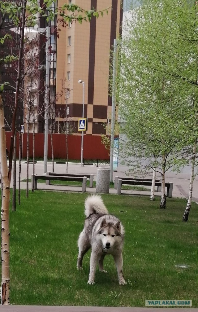 Найден пёс! К собакочетвергу