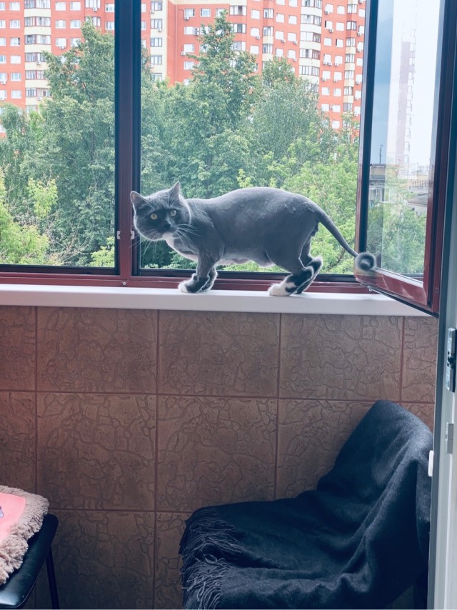 Как помочь бедному кошу, страдающему от жары?