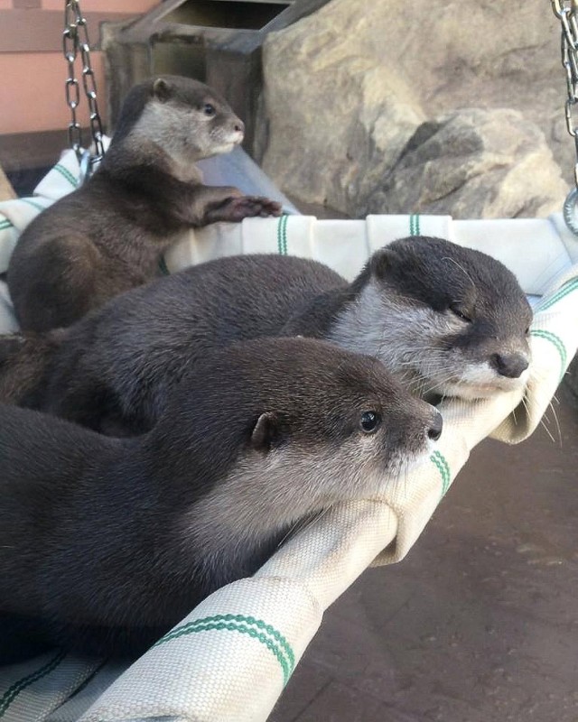 Эти забавные животные