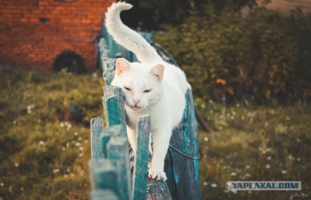 По просьбам в теме ниже. Реальный котовторник!