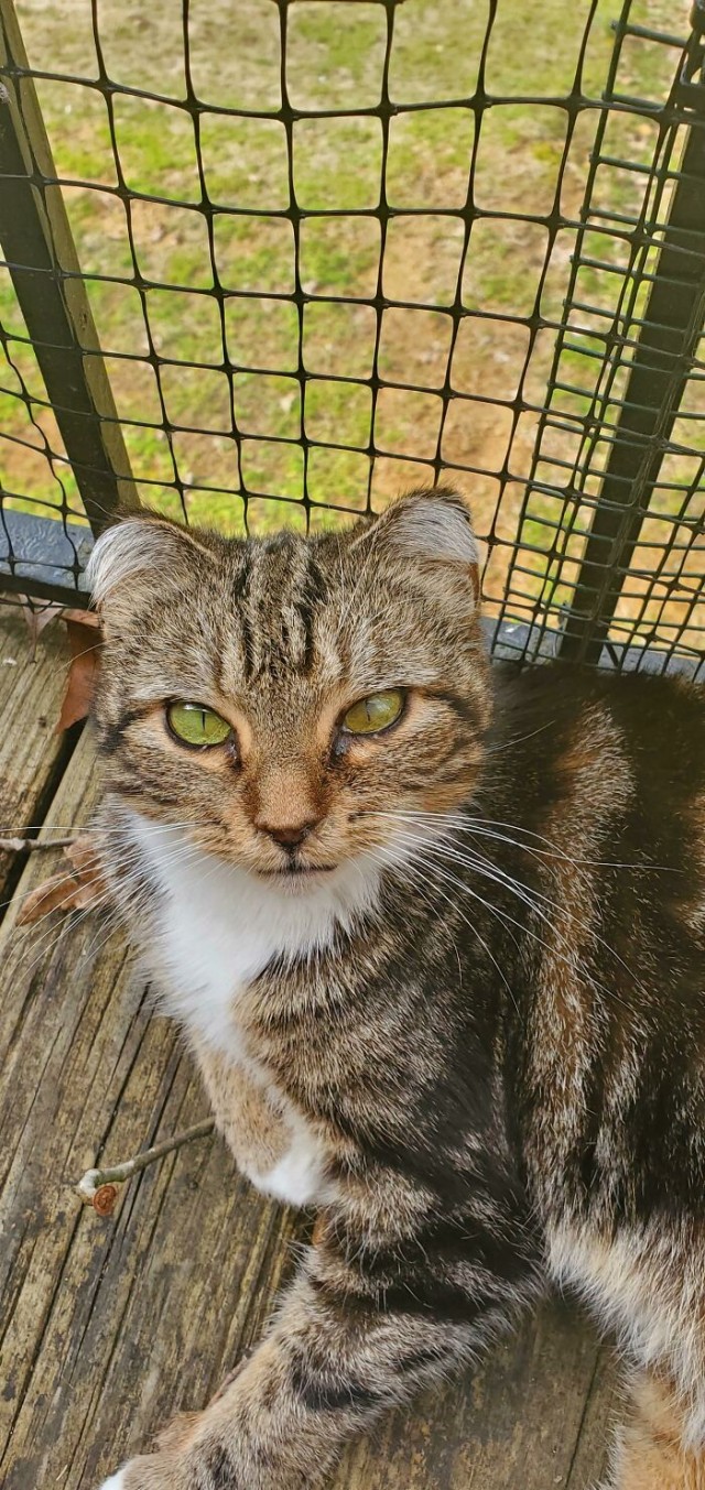 К - Котогеничность