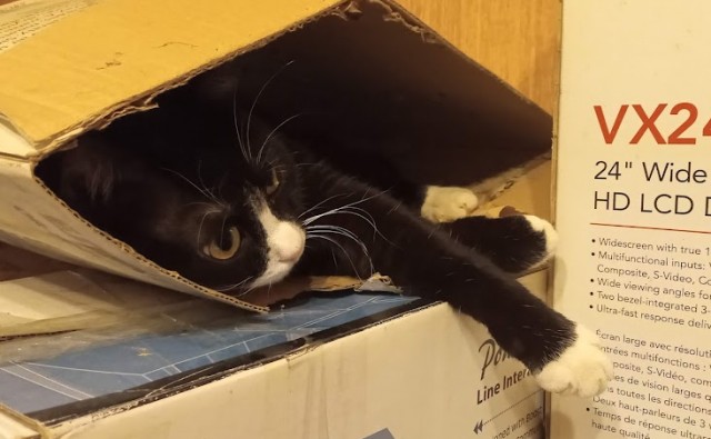 Котовторник (свои добавляем)