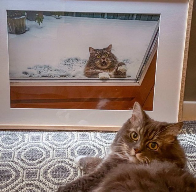 Разные котики