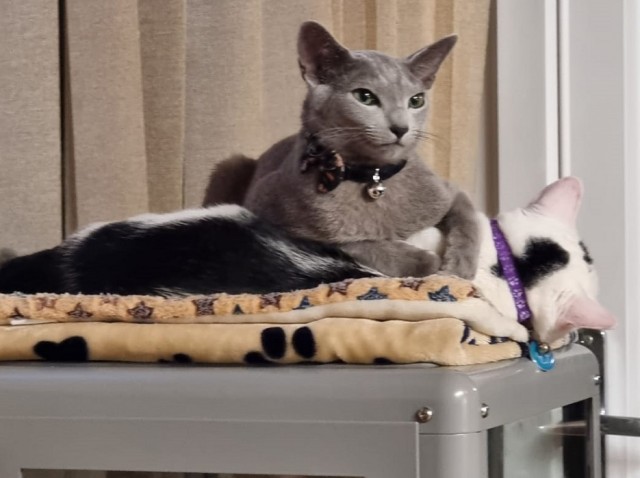 Солнце котовторника уже встало, Господа!