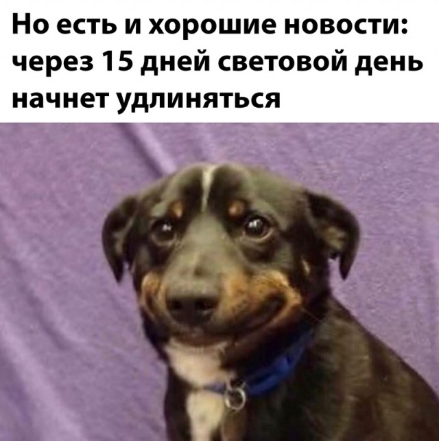 Весёлый полтишок 08.12