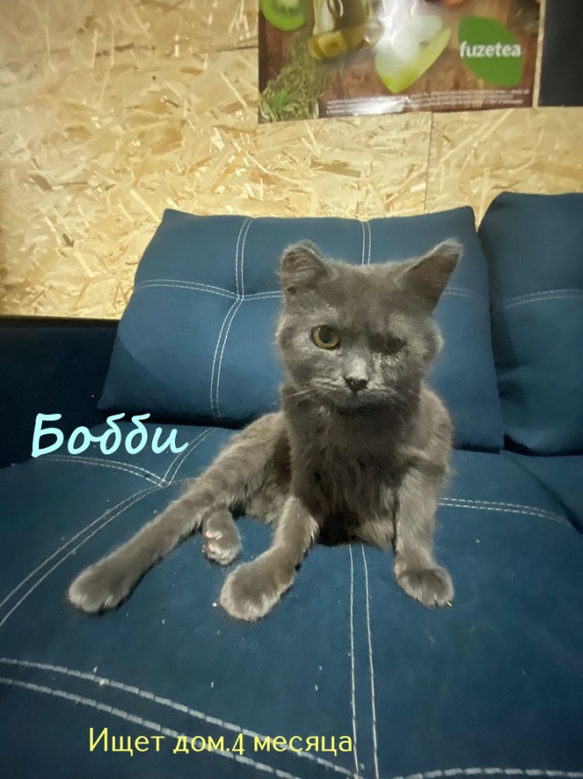 Жизнь домашнего приюта "Котоленд" 322