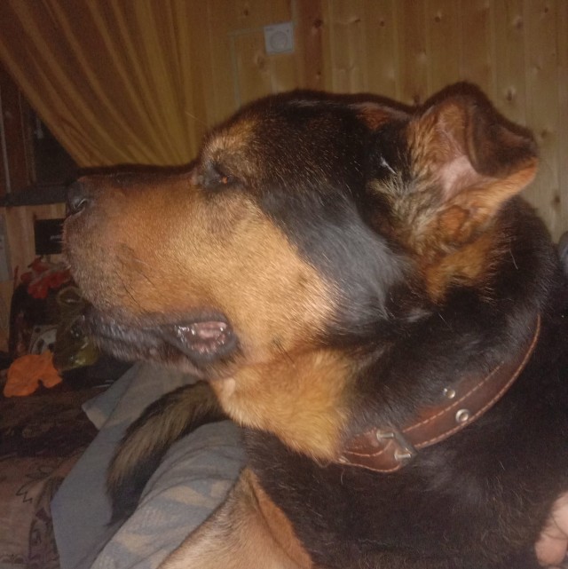 Собакочетверг без собак
