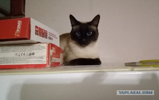 Господа и дамы ЯПа! Котовторник у нас начался! Отойдите от политоты и давайте котиков побольше!