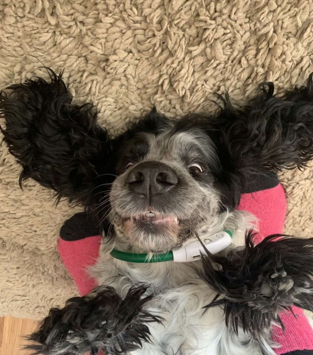 мой лохматый друг. кошки маленькие. пес с человеческими глазами. кокер спаниель и кошка. мохнатые друзья.