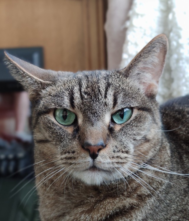 А это мой котан к котовторнику