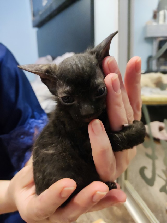 Котоферма