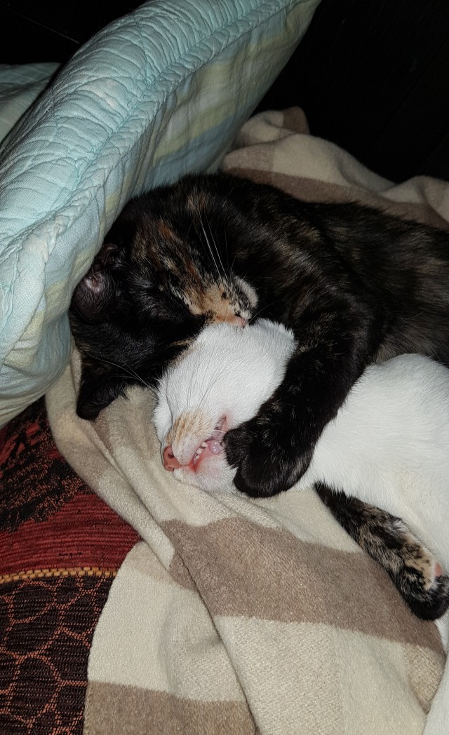 Котовторник. Немного сицилийских котов.