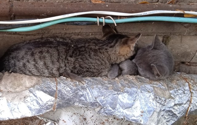 А как спит ваш кошачий?