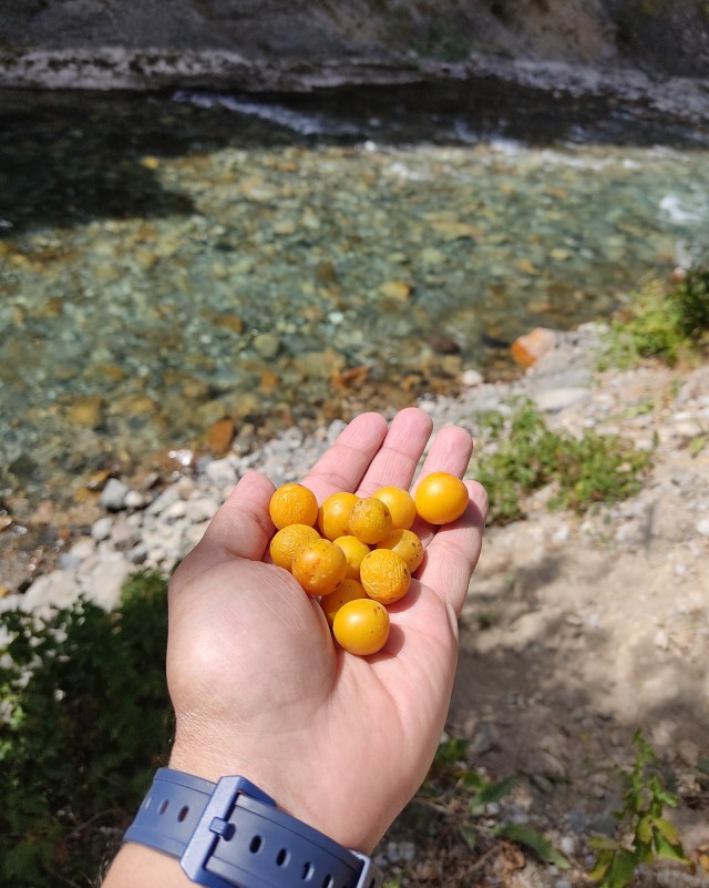 На Алтае, на лошадях и в ужасе⁠⁠