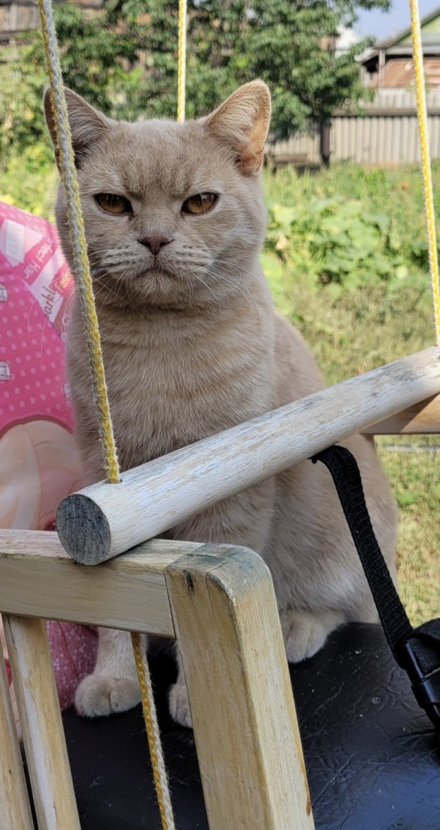 Котовторник 18.10.22