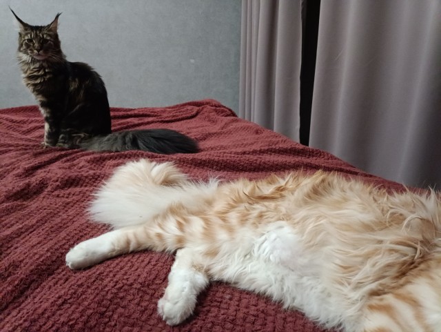 Кошка