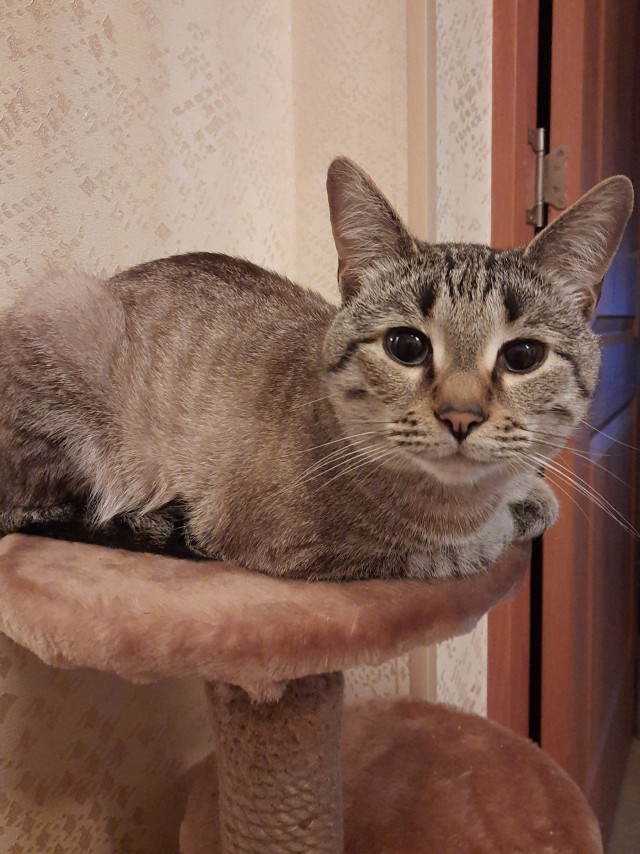 Метаморфоза (про котэ)