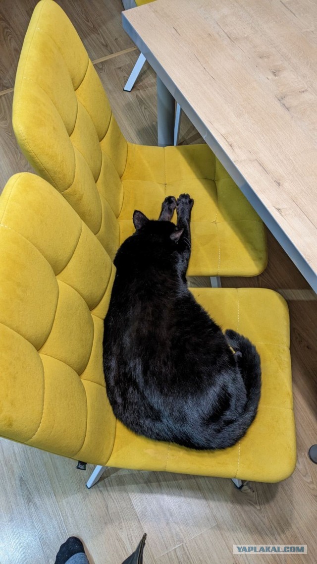 Котофторниг