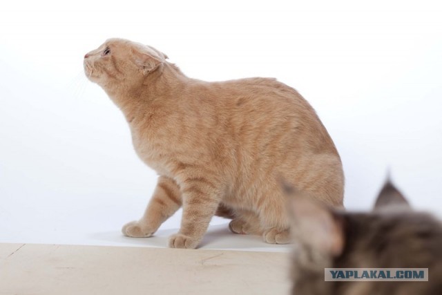 Котовторник 09.04.2013