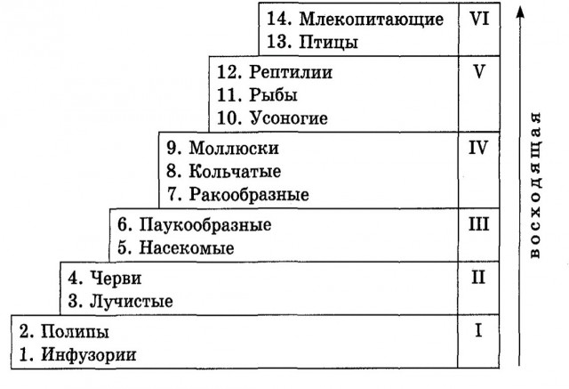 От первых клеток к Homo sapiens: посмотрите на 4 миллиарда лет эволюции в одной картинке