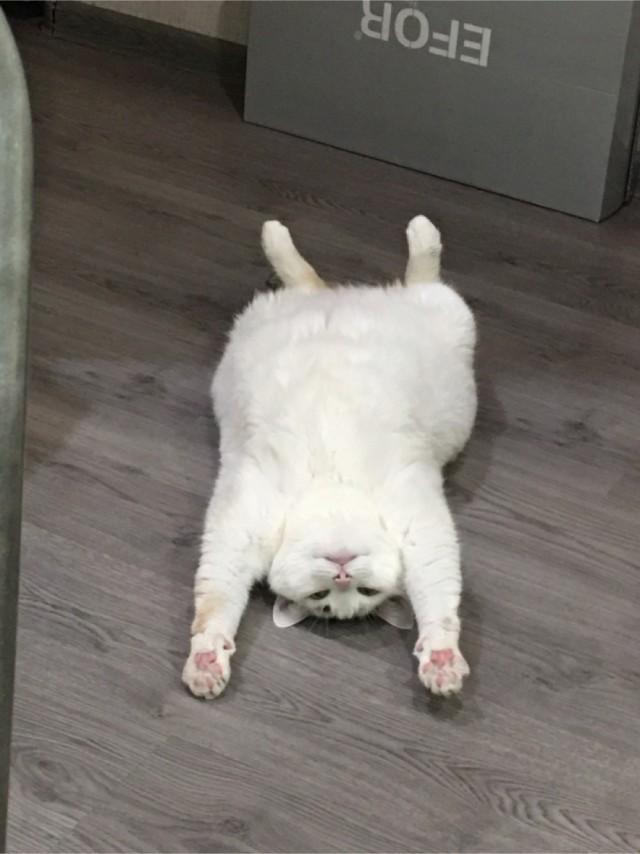 Котовторник! 16+ Коллеги-рабы, отмечаемся, у кого хозяину много лет!