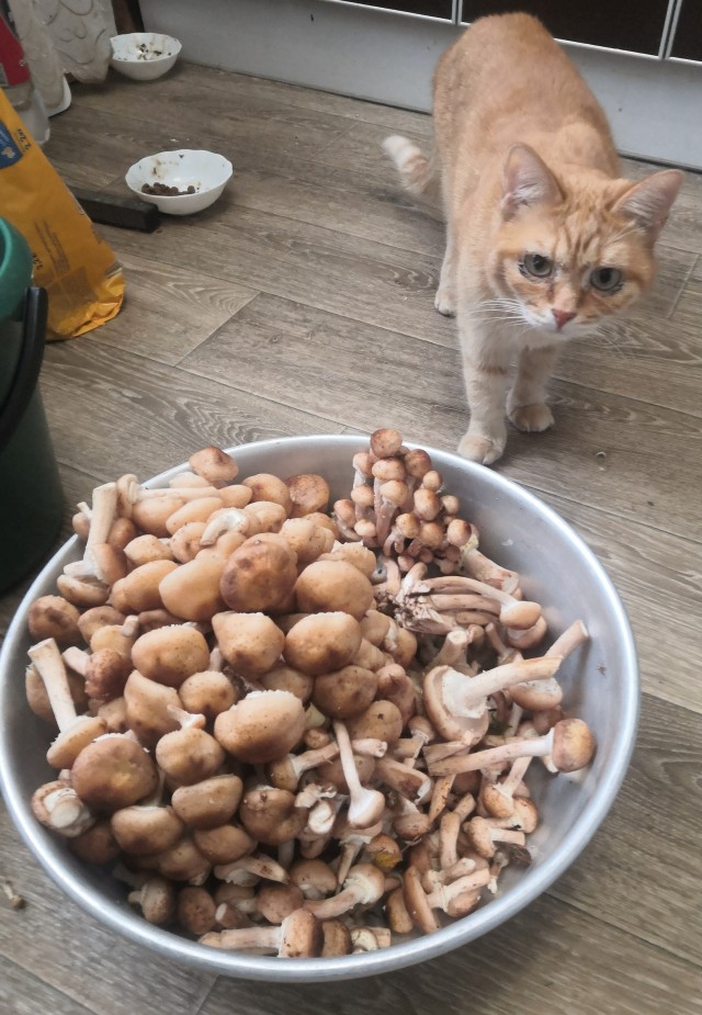 Котовторник Рыжих