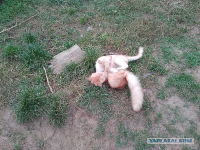 Жизнь домашнего приюта для котеек 464