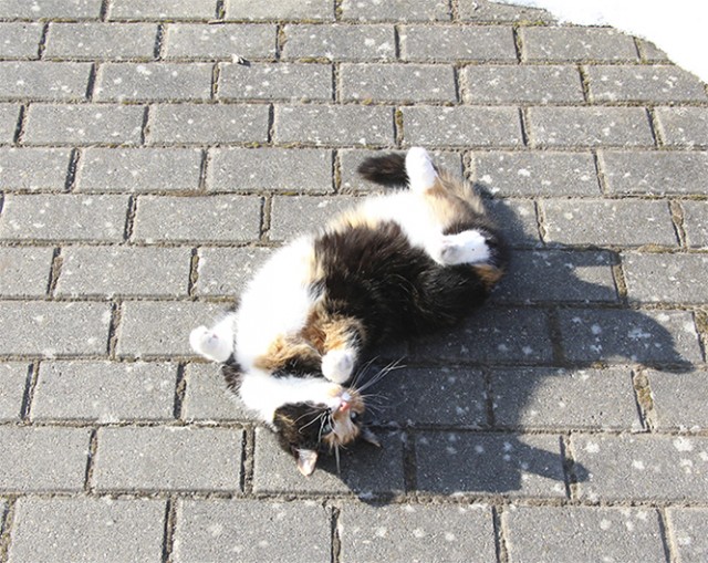 Котовторник  07.05.2013