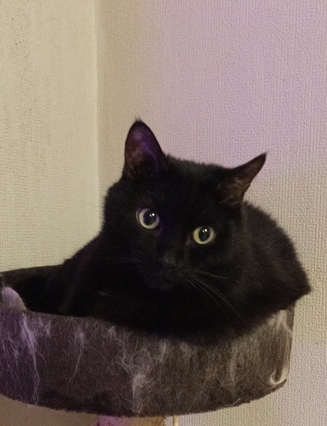 А у меня новый хозяин (хозяйка). Ну что, одобряем?