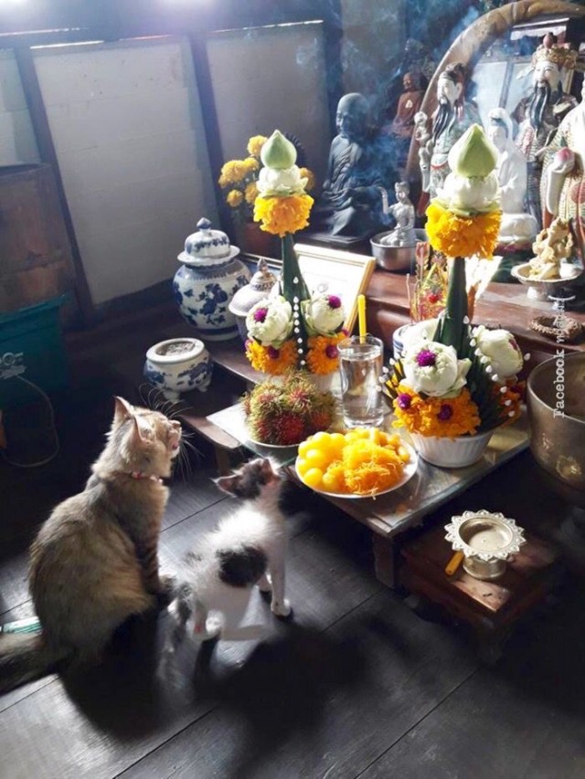 Котовтоник в картинках