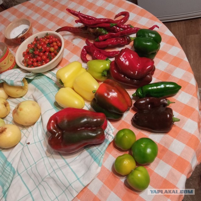 Сентябрь, и снова о перцах