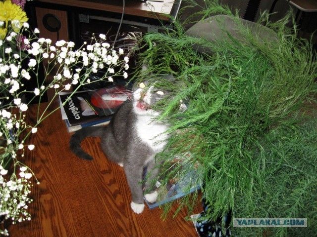 Мелом обвести?