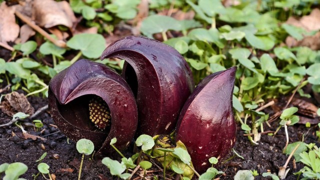 Срочно приглашаем всех в аптекарский огород