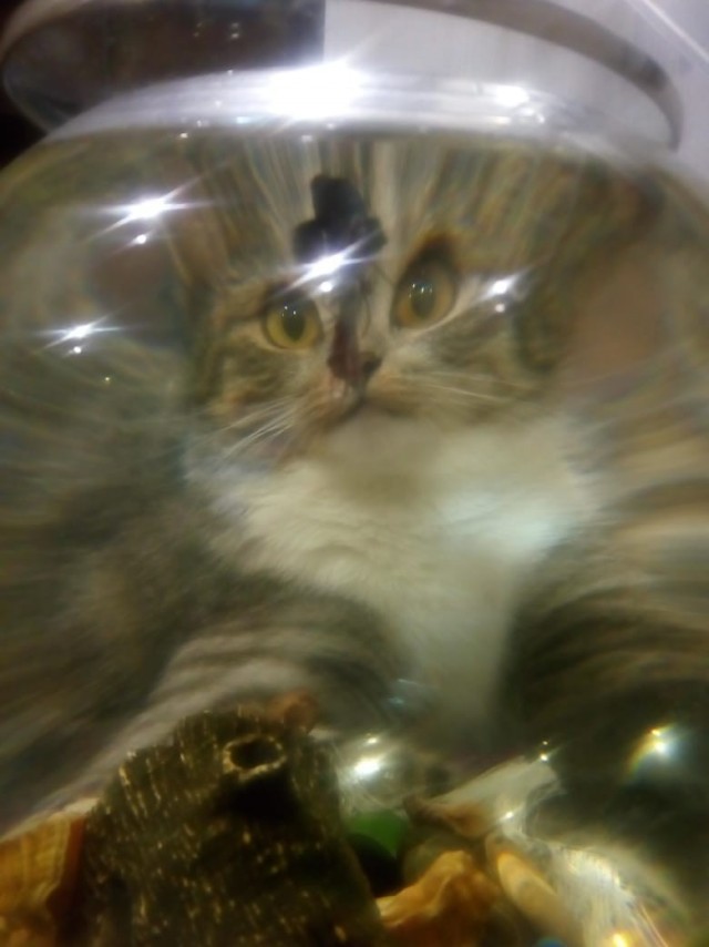 Смешные коты, которые бы победили на конкурсе абсурдных фотографий