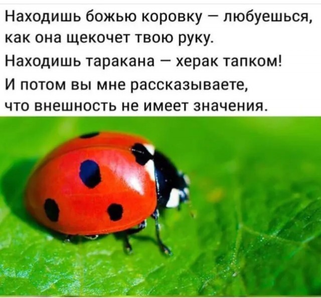 Про медуз.