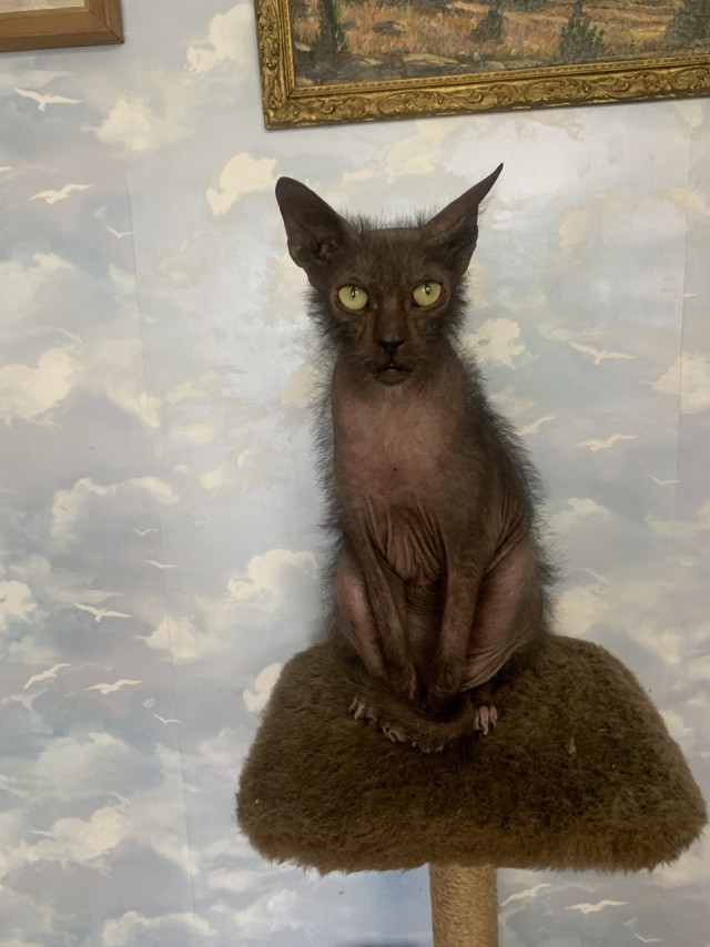 Включил отопление, Васька доволен