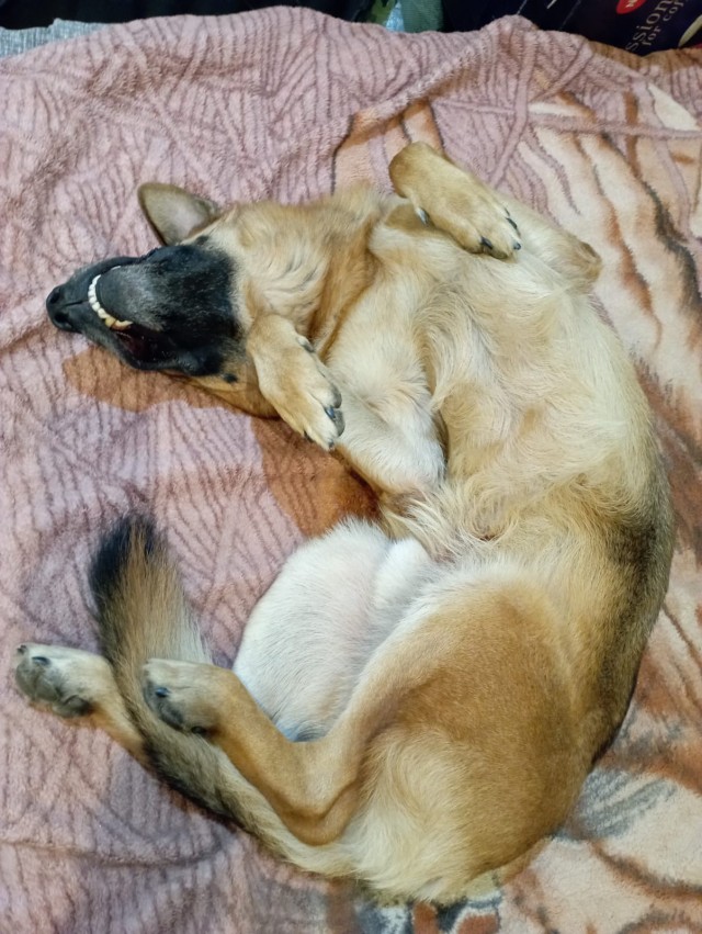 Бааарсик)