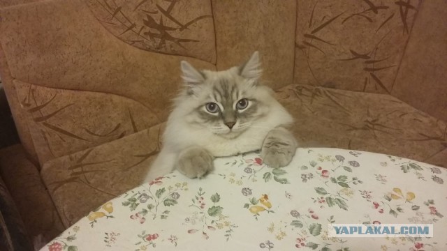 Трансформация уличной кошки в потрясающую красавицу