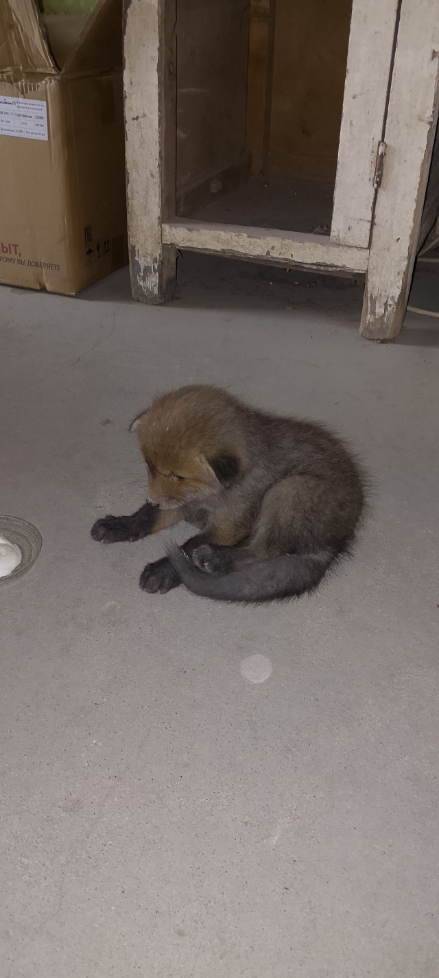 Вот вам лися