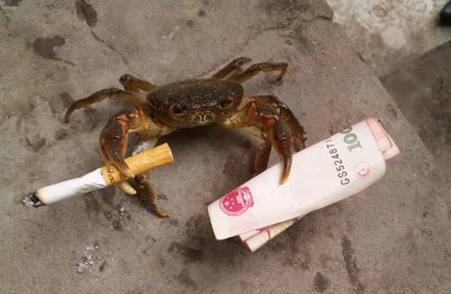 Не пиво с крабом