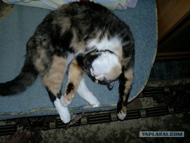 Котовторник  30.07.2013