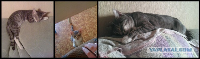 Коты и время