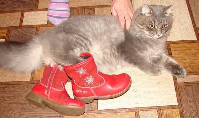 Котейка, который не знает как лежат котейки