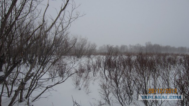 Пурговое