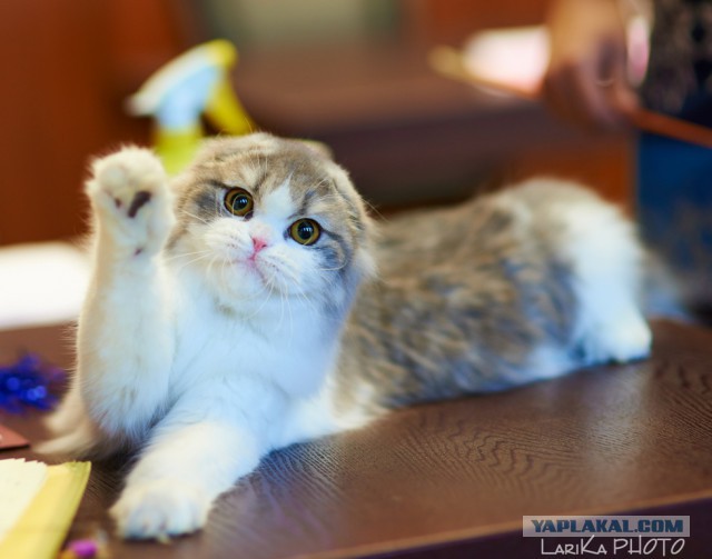 Котовторник 04.03.2014
