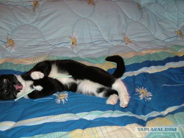 Котовторник  25.03.2014
