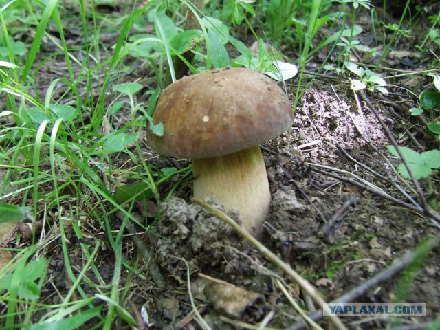 Про лето, грибы и сырное печенье