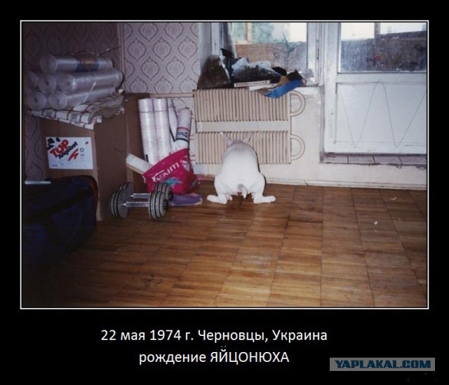 Яценюку - сорок